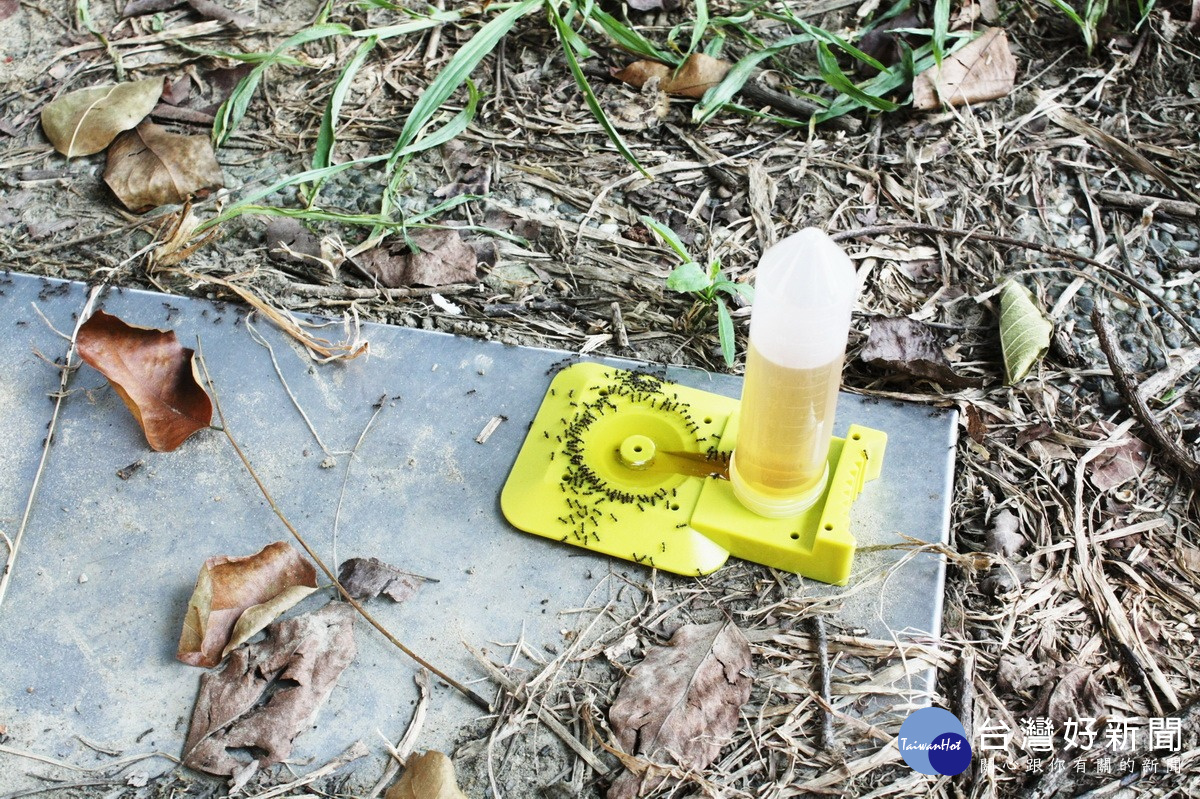 防治蟻災　硼砂、砂糖、溫水製成天然防蟻劑